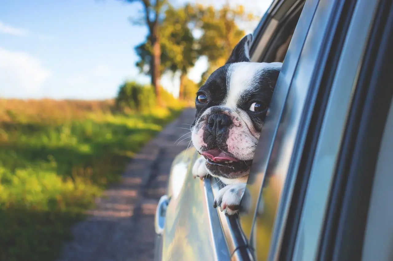 Home dog 1850465 1280