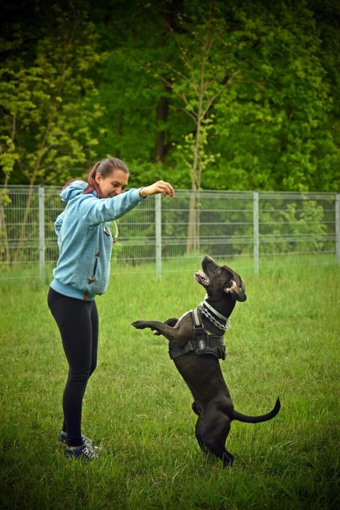 Services dog 7087887 1280
