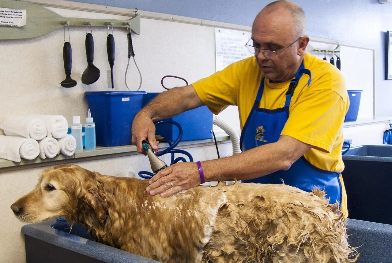 Home dog bath 682169 1280
