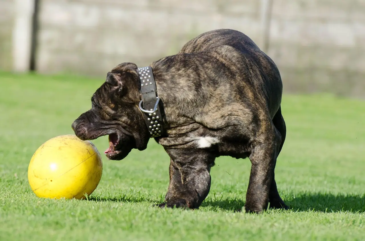 Home dogo canario 750555 1280