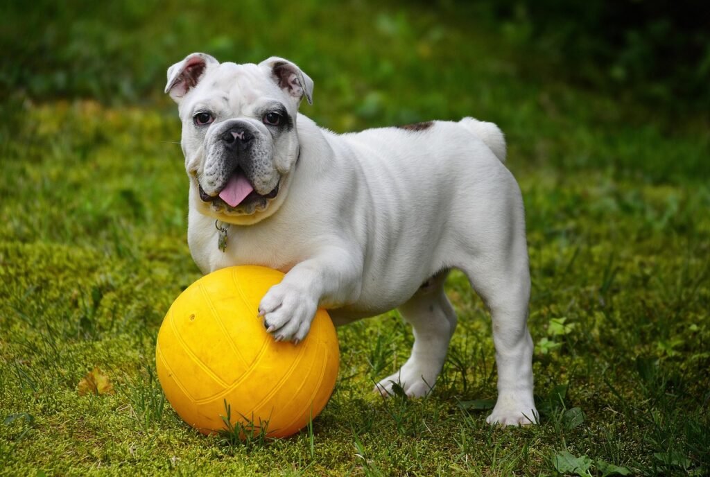 english bulldog 562723 1280